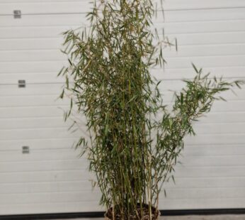 Bamboe 2 meter hoog