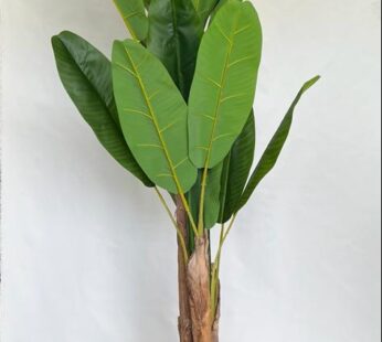 Kunst Bananenboom